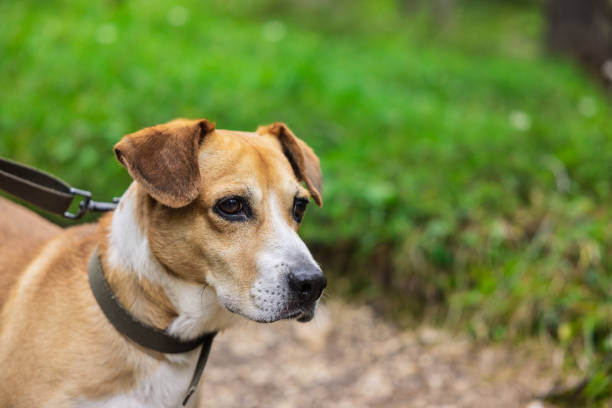 istock On the mountain with dog 1398605131