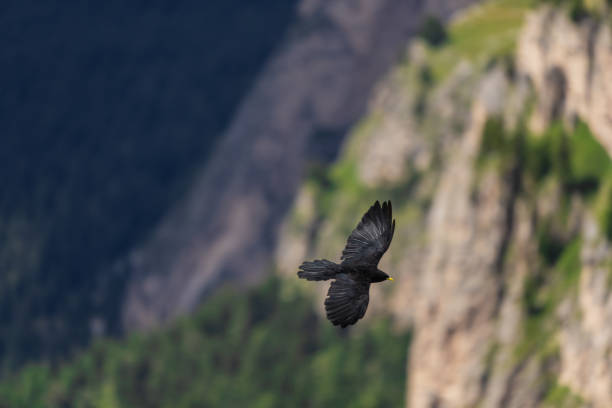istock Chough alpine bird flying ob the Alps 1398605265