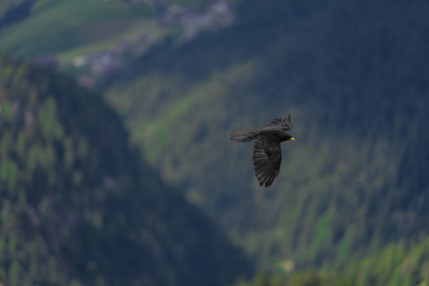 Swainson's Hawk with a variety of sky backgrounds