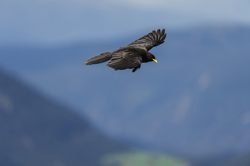 Chough bird flying ob the Alps