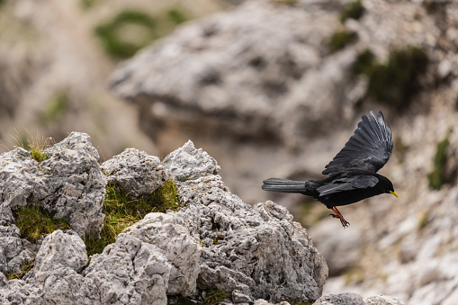 Chough bird flying ob the Alps