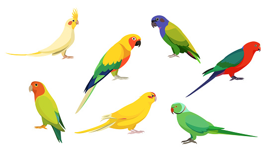 Set of beautiful and cute birds of paradise on white background. Vector parrots cockatiel, solar aratinga, pionus, royal parrot, necklace, kakariki and lovebird in cartoon style.