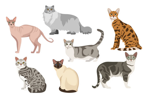 Set of beautiful cats on white background. Vector sphynx, british longhair, havana, munchkin, australian mist, balinese and american shorthair in cartoon style. Set of beautiful and cute cats on white background. Vector sphynx, british longhair, havana, munchkin, australian mist, balinese and american shorthair in cartoon style. longhair cat stock illustrations