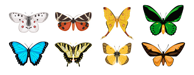 Set of varicoloured lovely butterflies from different form on white background. Vector beautiful summer butterflies in cartoon style.