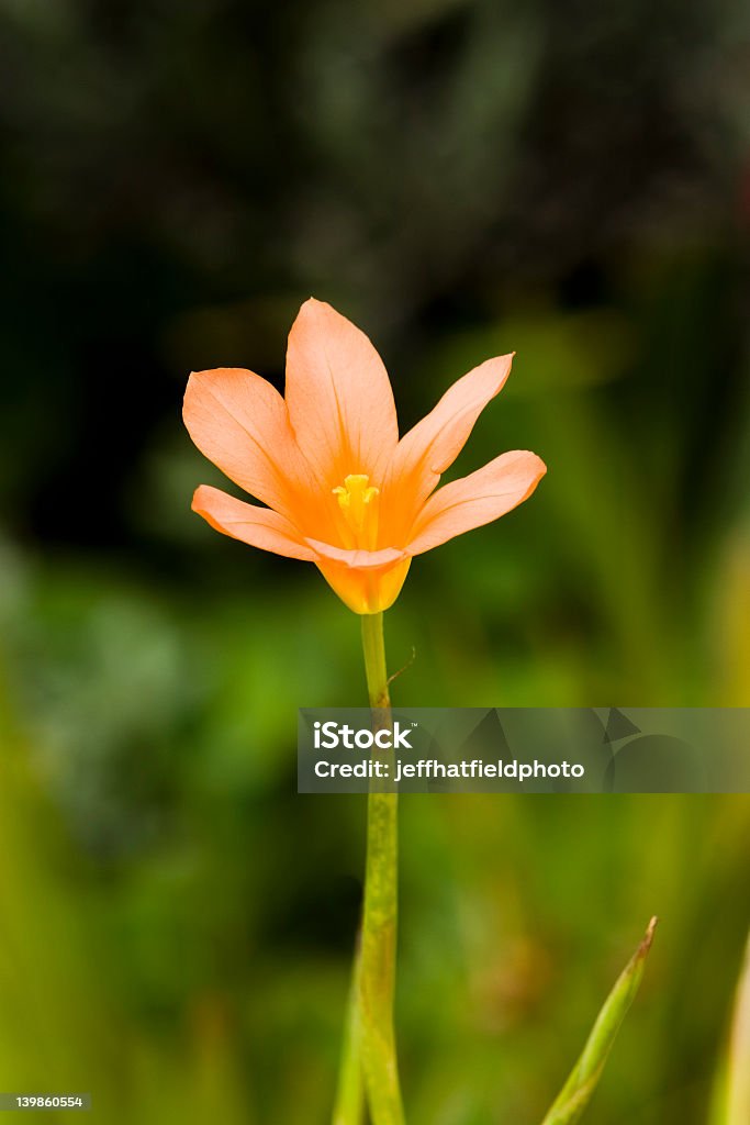 Flor de laranja - Foto de stock de Amarelo royalty-free