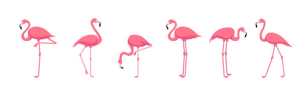 illustrations, cliparts, dessins animés et icônes de ensemble de beaux flamants roses sous différents angles sur fond blanc. vecteur beaux personnages flamants roses dans le style dessin animé. - feather pink white isolated