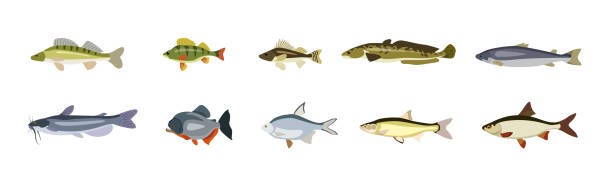 Set of beautiful fish on white background. Vector walleye, perch, ruff, trout, catfish, piranha, roach and bream in cartoon style. Set of beautiful river fish on white background. Vector walleye, perch, ruff, trout, catfish, piranha, roach and bream in cartoon style. philomachus pugnax stock illustrations