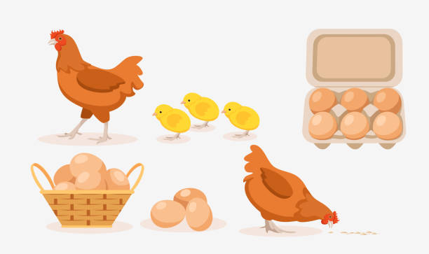 ilustrações, clipart, desenhos animados e ícones de ilustração vetorial de galinhas marrons, pintinhos, ovos na bandeja e cesta no fundo branco. fazenda de aves com produtos naturais no estilo desenho animado. - chicken eggs animal egg cartoon