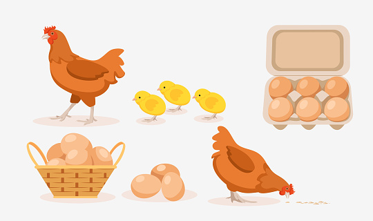 Vector illustration of home brown hens, chicks, eggs in tray and basket on white background. Poultry farm with natural products in cartoon style.