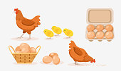 Vector illustration of brown hens, chicks, eggs in tray and basket on white background. Poultry farm with natural products in cartoon style.