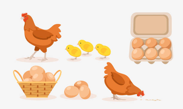 Vector illustration of brown hens, chicks, eggs in tray and basket on white background. Poultry farm with natural products in cartoon style. Vector illustration of home brown hens, chicks, eggs in tray and basket on white background. Poultry farm with natural products in cartoon style. hen stock illustrations