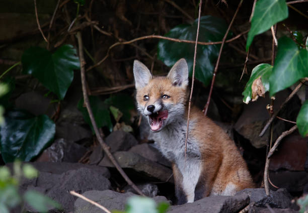 istock Urban fox cubs exploring the garden 1398606222