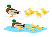 Vector illustration of home duck with yellow ducks, go and swim on white background. Poultry farm with natural products in cartoon style.