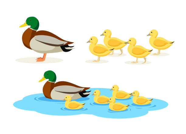 Vector illustration of home duck with yellow ducks, go and swim on white background. Poultry farm with natural products in cartoon style. Vector illustration of home beautiful duck with yellow ducks, go and swim on white background. Poultry farm with natural products in cartoon style. mallard duck stock illustrations