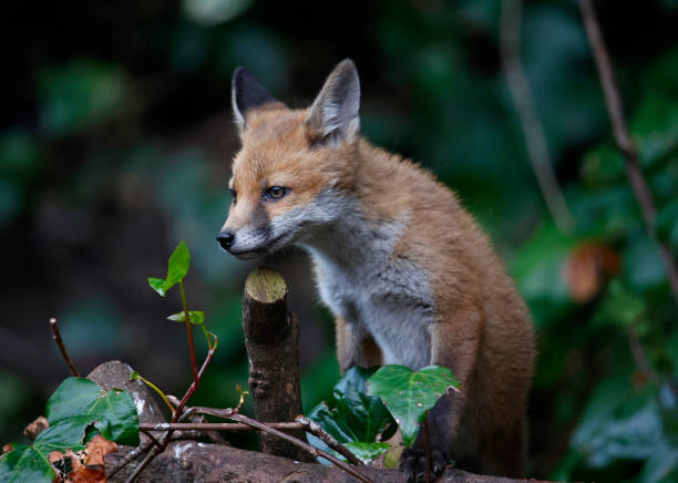 istock Urban fox cubs exploring the garden 1398606300