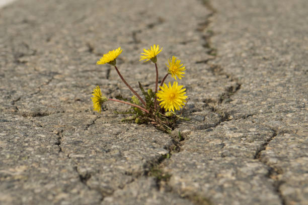 istock yellow dandelion flowers on the asphalt 1398606689