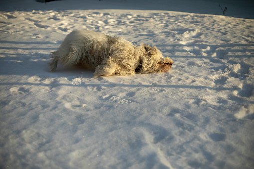 Dog plays in winter. Pet on walk. Dog is active. Snow flies into muzzle.