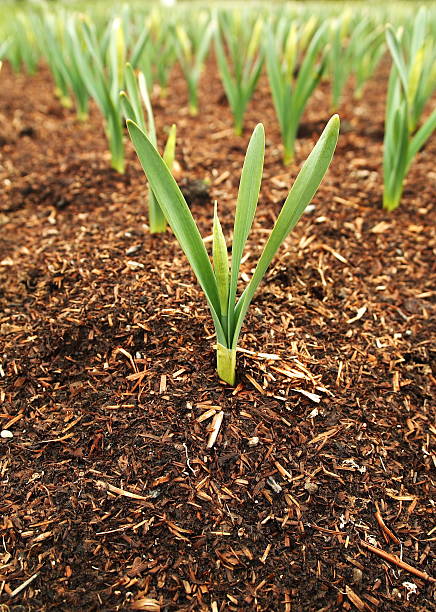 Resorte de planta - foto de stock