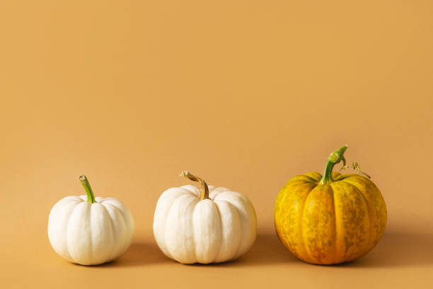 istock White and yellow row pumpkins on brown or yellow background 1398608380