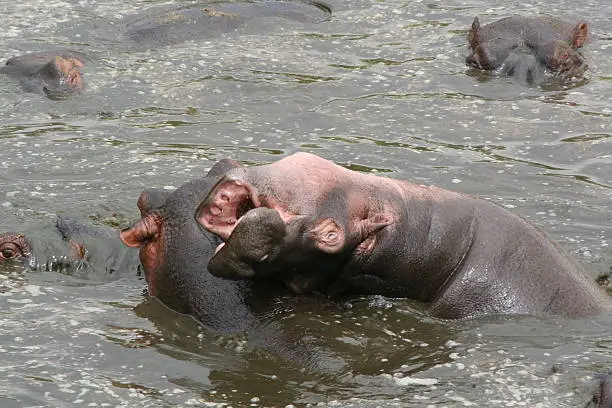 A selection of over 80 Hippo in one foul smelling pool!  Tanzania.