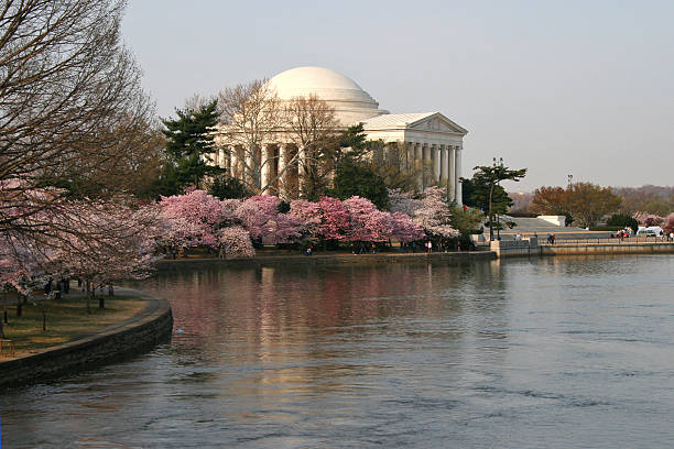 istock Jefferson Memorial Amidst Cherry Blossoms 139860950