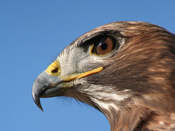 istock King of the Sky 139860958