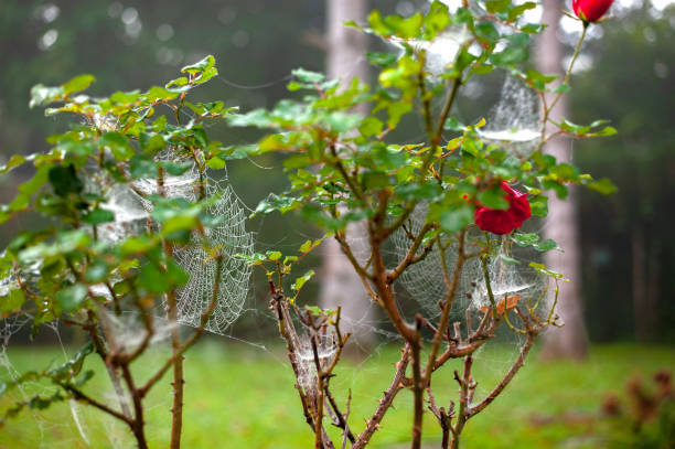 Spider webs and cobwebs are everywhere in French gardens during the autumn months. Every year, female garden spiders would spin their webs on trees and shrubs.