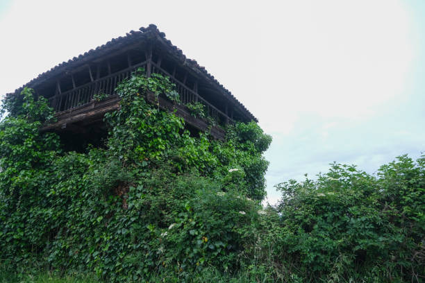 istock Overgrown grainstore in Asturias 1398609912