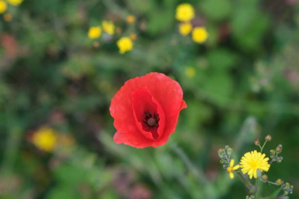 istock A bright red poppy in a wildflower meadow. 1398610023