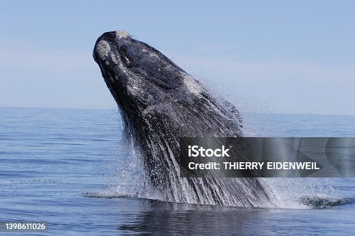 istock Southern right whale breaching 1398611026