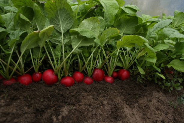 istock Organic red radishes grow on soil. 1398611803