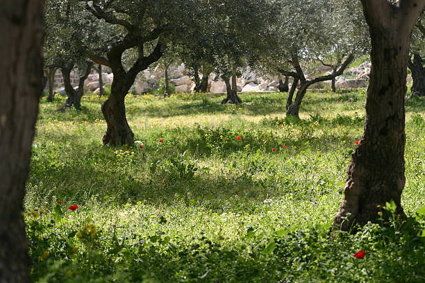 Garden of Gethsemane stock photo