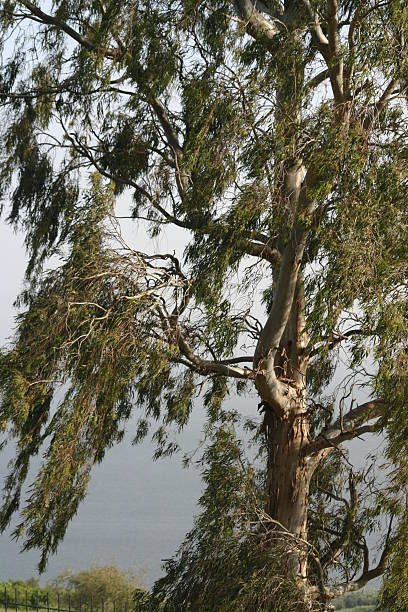 Sea of galilee tree stock photo