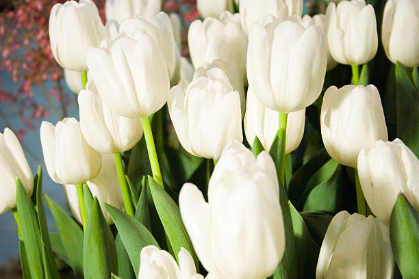 white tulips stock photo