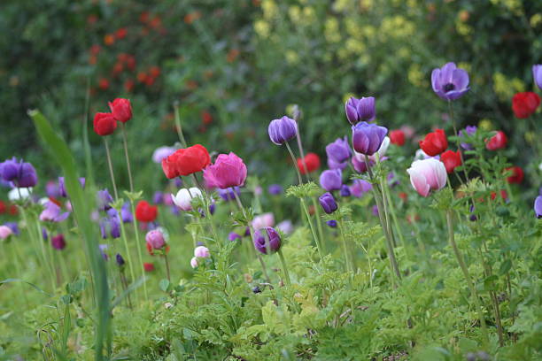 springtime  flowers stock photo