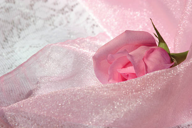 istock White lace and sheer pink fabric with rose 139861297