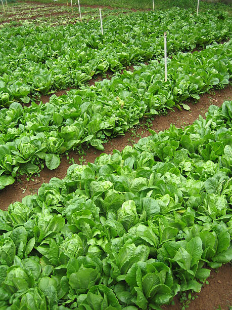 farming Romaine lettuce stock photo