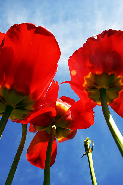 tulips stock photo