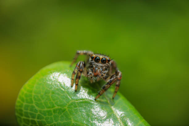 istock beautiful jumping spider on the green leaf. 1398613616