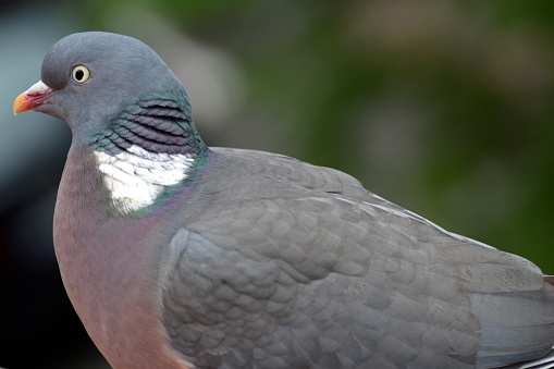 Wild Rock Dove with detailed feathers close up