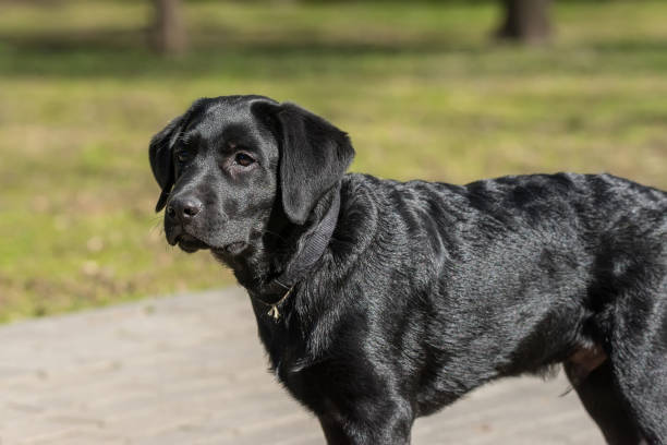 istock Labrador retriever puppy in grass. 1398613820
