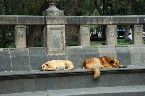 sleeping dogs at the Alameda park in Mexico City