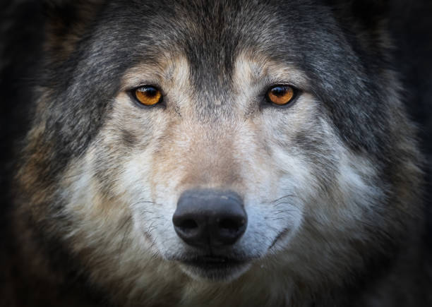 캐나다 목재 늑대의 초상화 - canadian timber wolf 뉴스 사진 이미지