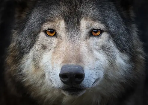 Best 100+ Wolf Pictures [HD] | Download Free Images on Unsplash