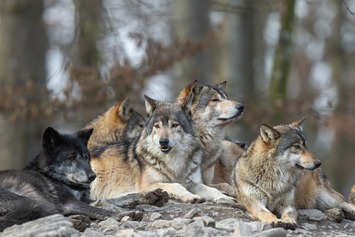 Packs of Canadian Timberwolves