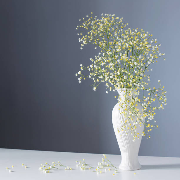 istock gypsophila flowers in white vase on blue background 1398614514