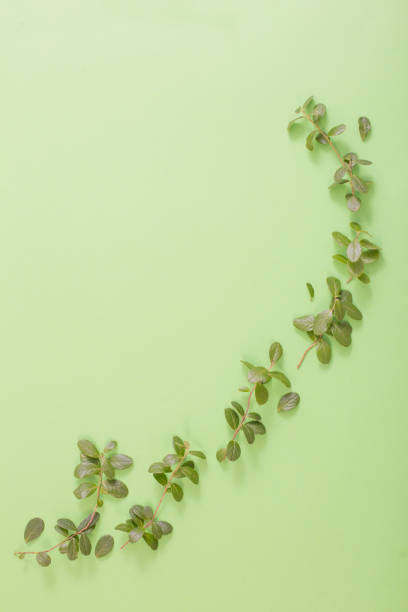 istock green blueberry leaves and branches on green background 1398614531