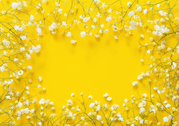 istock white gypsophila flowers on yellow  background 1398614542