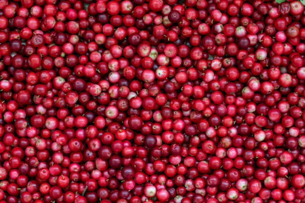 istock Red cranberry berry, background 1398614591
