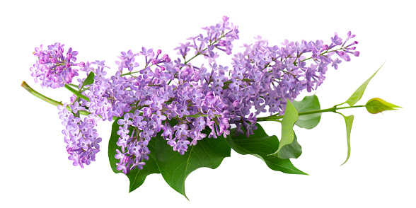 Lilac flowers with leaves isolated on white background. Clipping path. Syringa vulgaris flower